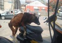 Vache + scouter
