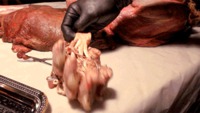 Anatomie des griffes