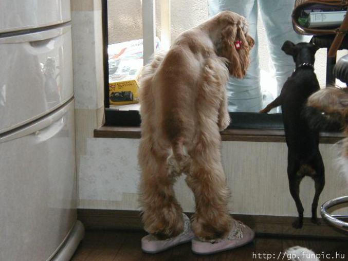 Un chien avec une paire de chausson.