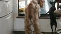 Chien en chausson