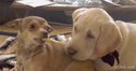 Comme chien et chien