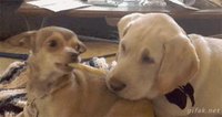 Comme chien et chien