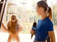 Happy monkey