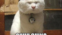 Chat chinois