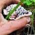 Hydnellum peckii