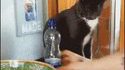 Jouer avec un chat