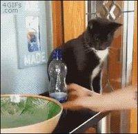 Jouer avec un chat