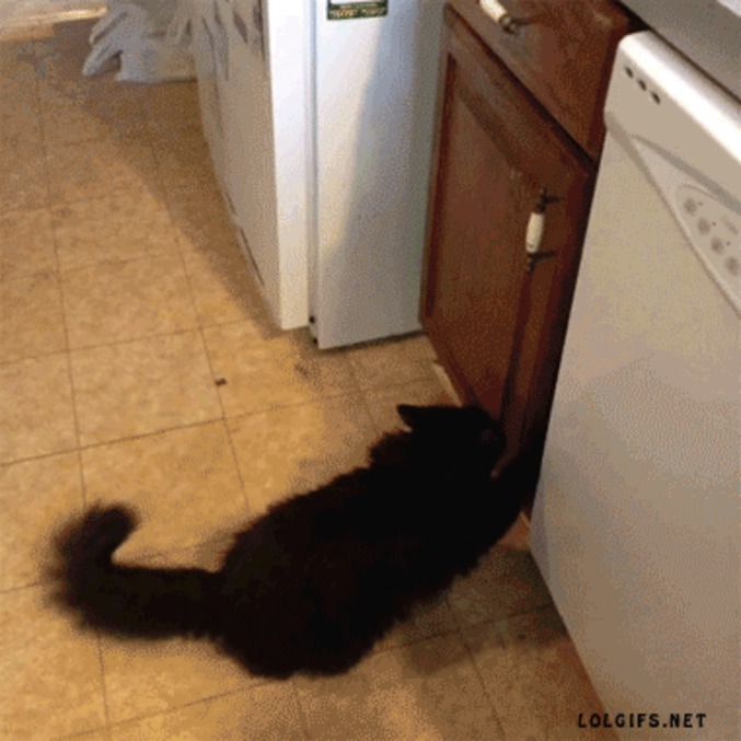 Chat malin