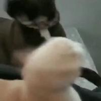 Incompréhension inter espèce 