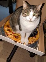 J'espère qu'il ne va pas pizzer dessus