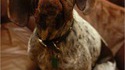 Un chien moche