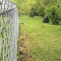 Le chat et le lapin