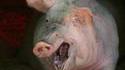 it's a pig