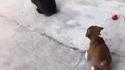Un chiot et son copain le lapin