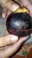 Découverte d'un fruit étrange