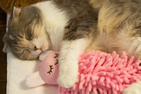 Un chat et sa poupée rose