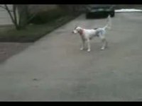Chien mort