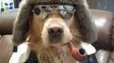 The Aviator