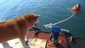 Le chien...