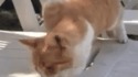 Chat glisse