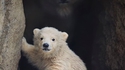 Hooo, un petit ourson !