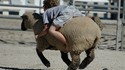 A dos de mouton