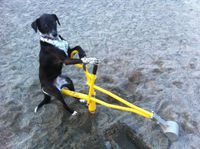 Chien ouvrier