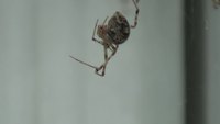 L'arachnophobie