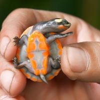 Tortueception