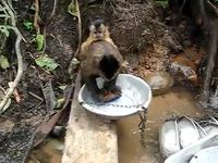 Singe-laveur