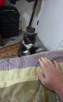 Headcatbang