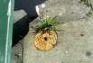 Ananas urbain
