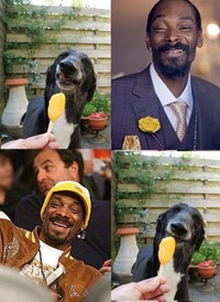 Comparaison avec Snoop dogg