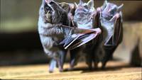 Des chauves-souris qui chantent et qui dansent....
