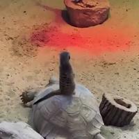 Véhicule Google street view sauvage
