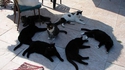 Chats à l'ombre