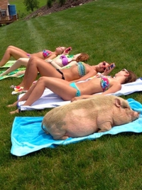 5 cochonnes au soleil