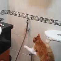 Un chat arrosé