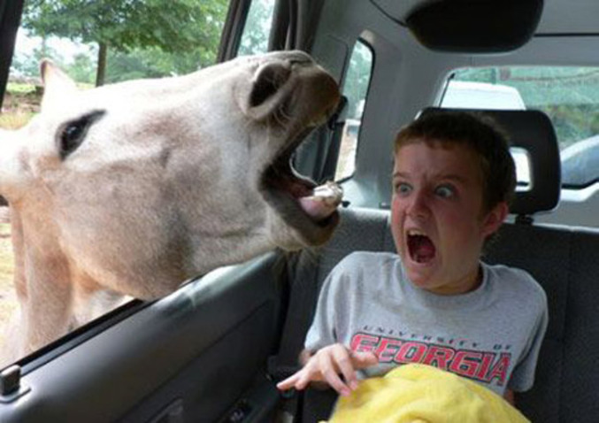 Un petit garçon effrayé par une tête de cheval inattendue