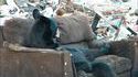 Un ours dans un canapé
