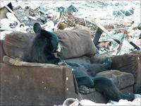 Un ours dans un canapé