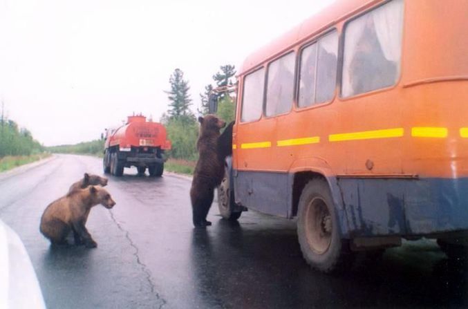 Des ours fatigués font du stop.