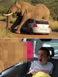 Un éléphant terrifiant 