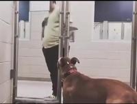 Désolé si après vous adoptez un troisième chien 