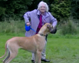 Une pauvre mamie se fait emporter par son chien.
