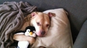 Un pitbull très méchant