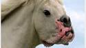 Chien ou cheval ?