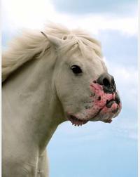 Chien ou cheval ?