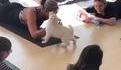 Concept yoga chiot 