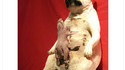 Un chien accouchant d'un porc